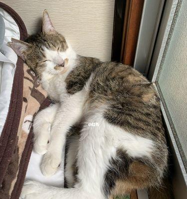几天大的小猫晒太阳合适吗？晒太阳对小猫有哪些好处？