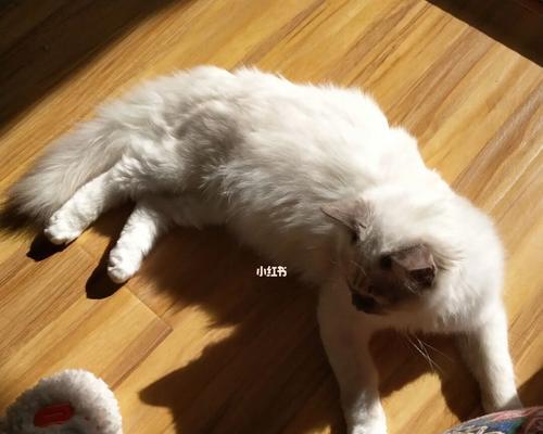 几天大的小猫晒太阳合适吗？晒太阳对小猫有哪些好处？