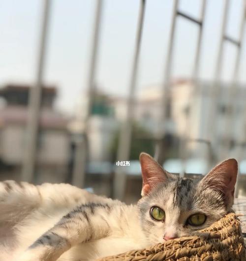 几天大的小猫晒太阳合适吗？晒太阳对小猫有哪些好处？