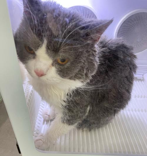 家里新生小猫全死了怎么办？如何预防和处理？