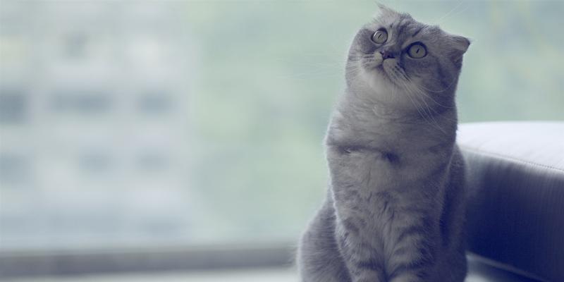 家猫咪图片大全可爱？如何下载高清无水印的猫咪图片？
