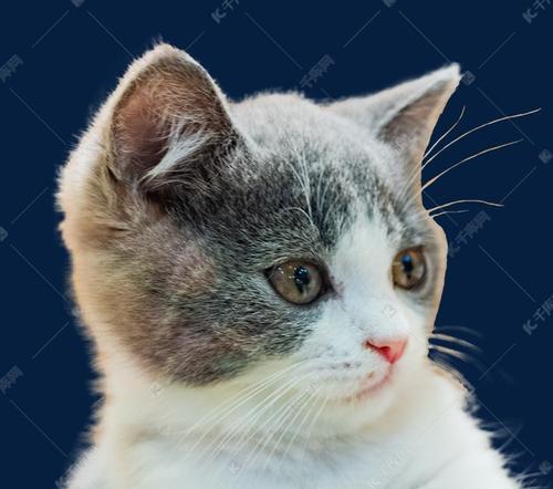 家猫咪图片大全可爱？如何下载高清无水印的猫咪图片？