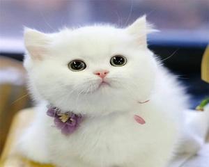 家猫咪图片大全可爱？如何下载高清无水印的猫咪图片？