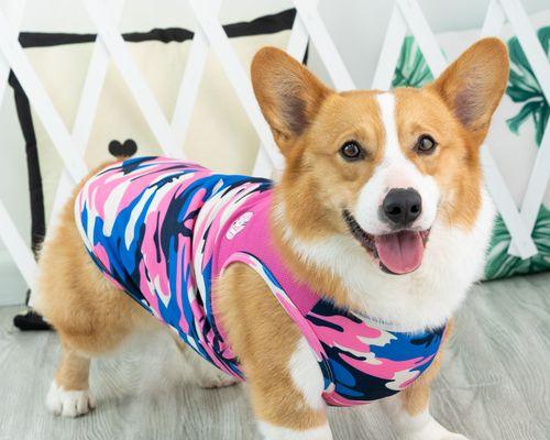 柯基犬呕吐的原因是什么？如何处理？