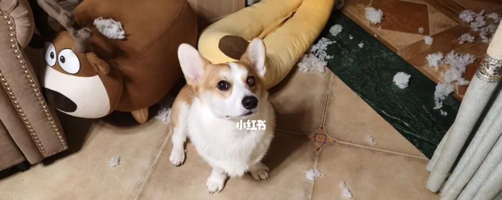 柯基犬呕吐的原因是什么？如何处理？
