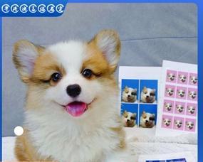 柯基犬呕吐的原因是什么？如何处理？