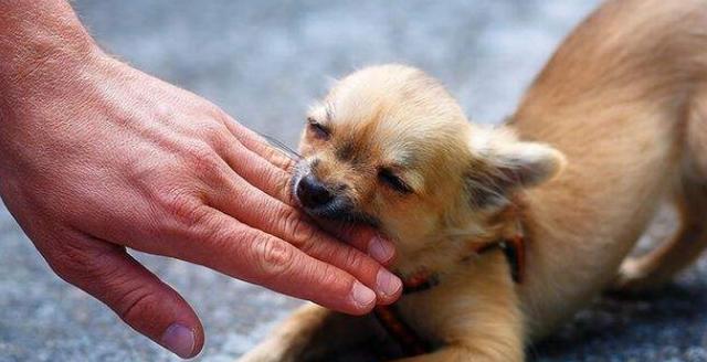 狂犬病狗为什么没事？它们是如何免疫的？