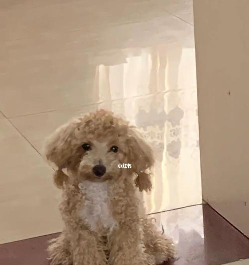 两个月大的泰迪犬应该吃什么狗粮？如何选择合适品牌？