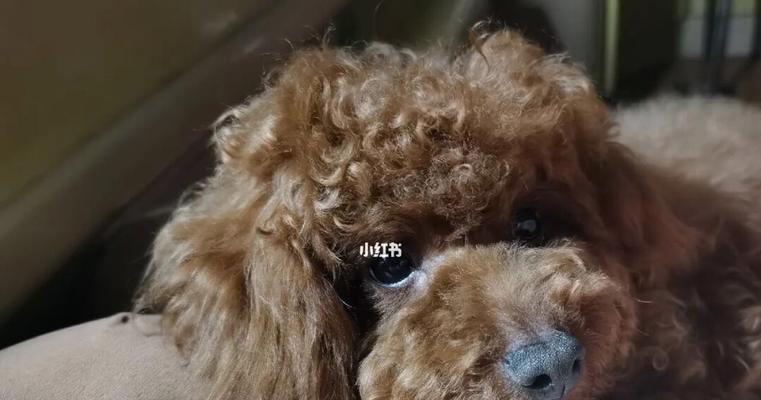 两个月大的泰迪犬应该吃什么狗粮？如何选择合适品牌？