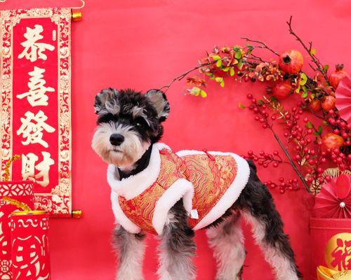 满月泰迪狗狗相片怎么拍？拍摄技巧和注意事项是什么？