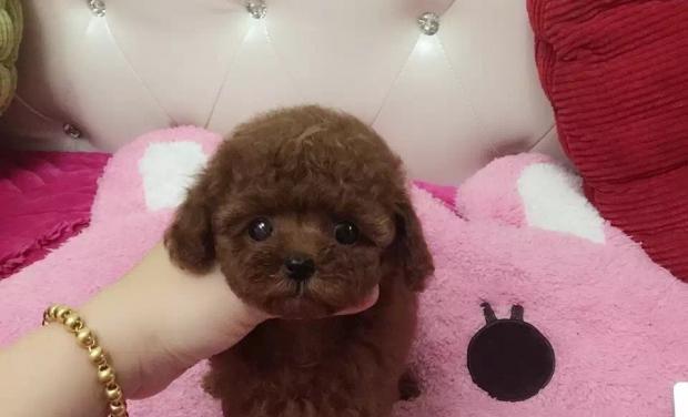 满月泰迪狗狗相片怎么拍？拍摄技巧和注意事项是什么？
