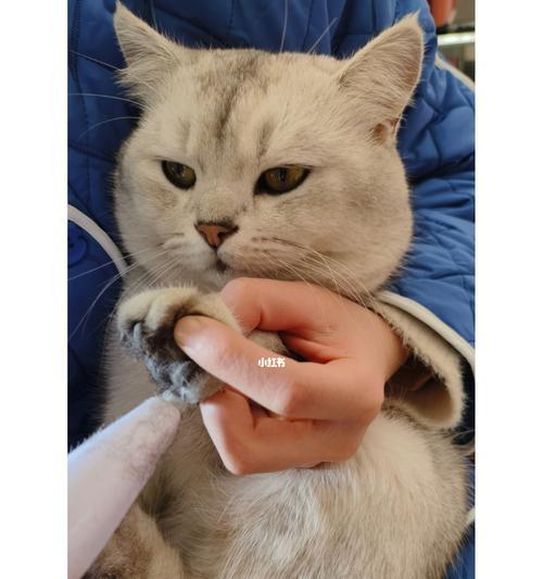满月小猫剪指甲安全吗？最佳时间是什么时候？