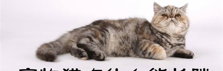 猫吃什么食物长得好？营养均衡的猫粮推荐有哪些？
