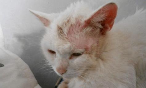 猫口炎导致不进食怎么办？有效解决方法有哪些？