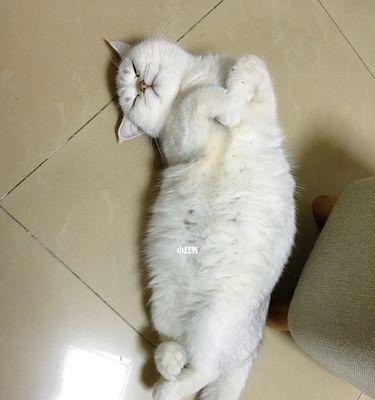 猫来月经是怎么回事？猫咪生理周期的解释与护理方法是什么？