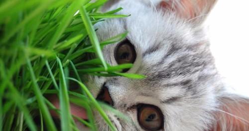 猫老咳嗽不好怎么办？如何有效缓解猫咪咳嗽症状？