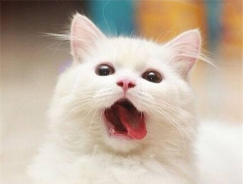 猫老咳嗽不好怎么办？如何有效缓解猫咪咳嗽症状？