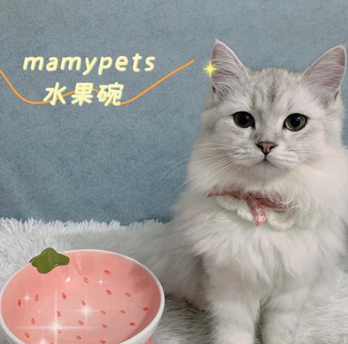 猫生完后适合吃哪些水果？补充营养的正确方法是什么？