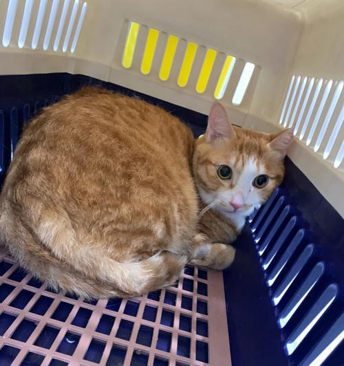 猫吐白色黏液是什么原因？如何处理？