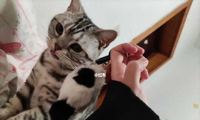 猫突然不让摸是怎么回事？如何恢复亲密接触？