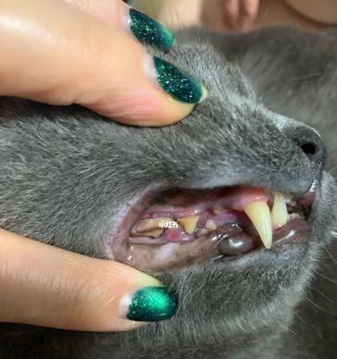 猫牙不好吃什么食物？如何通过饮食改善猫咪牙齿健康？