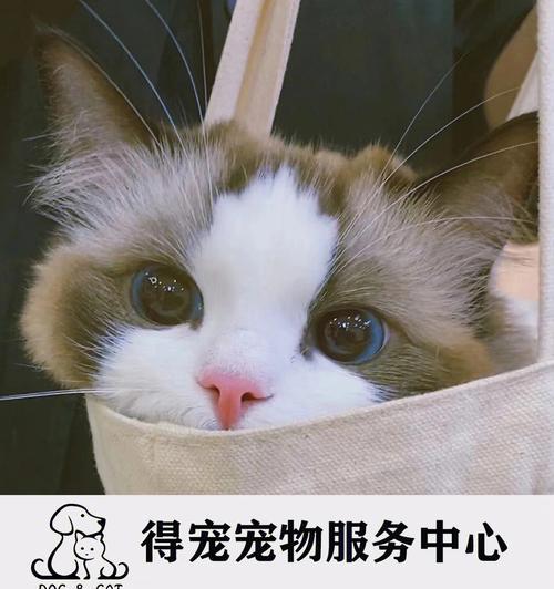 猫咪便秘用庆大霉素有效吗？如何正确使用？
