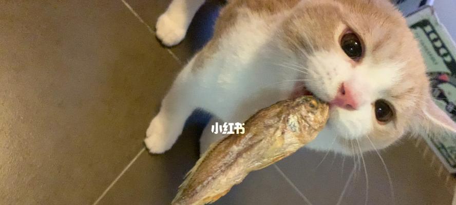 猫咪为什么不爱吃小鱼干？如何解决？