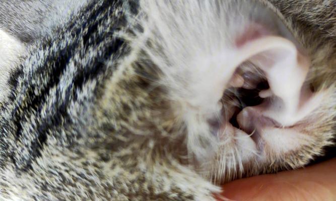 猫咪长耳螨能痊愈么？如何有效治疗和预防耳螨复发？