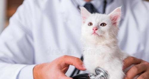 猫咪吃阿莫西林后呕吐怎么办？常见原因及解决方法是什么？