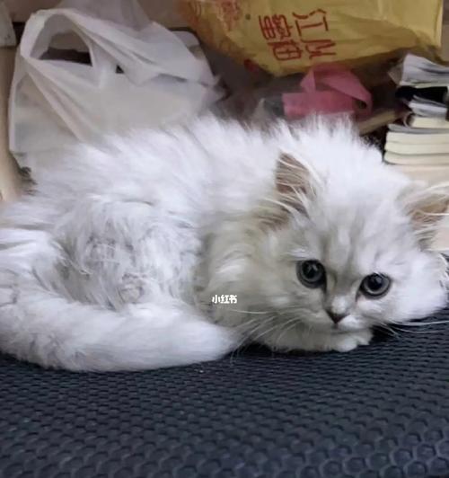 猫咪吃阿莫西林后呕吐怎么办？常见原因及解决方法是什么？
