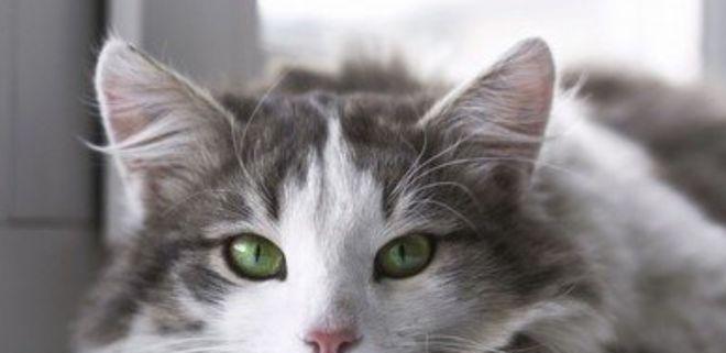 猫咪吃蛋白质含量高的食物有哪些？如何确保猫咪摄入足够的蛋白质？