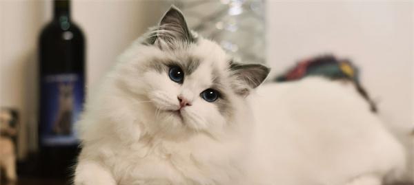 猫咪吃蛋白质含量高的食物有哪些？如何确保猫咪摄入足够的蛋白质？