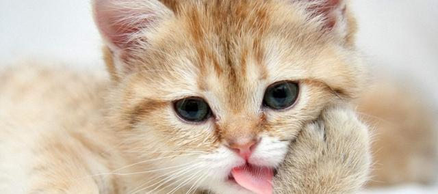 猫咪吃了猫草吐黄水怎么办？常见原因及解决方法是什么？