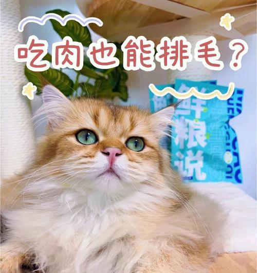 猫咪吃肉对身体好吗？营养均衡的饮食建议是什么？