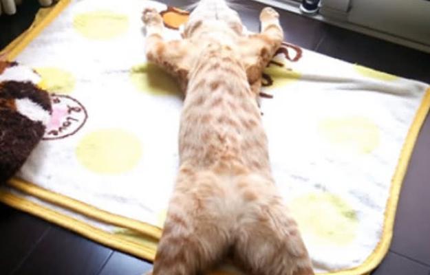 猫咪吹空调会呕吐吗？如何预防和处理？