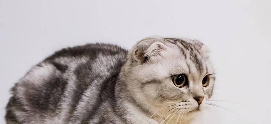 猫咪大便末端不成型怎么办？可能的原因和解决方法是什么？