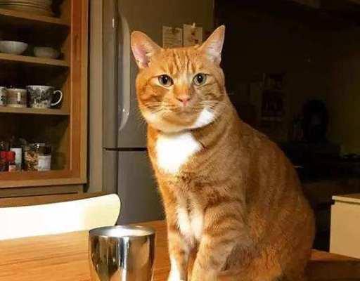 猫咪大便末端不成型怎么办？可能的原因和解决方法是什么？