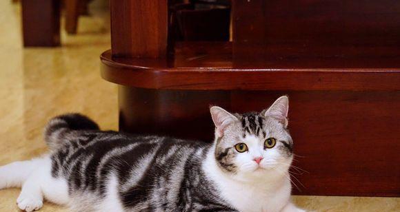 猫咪大便末端不成型怎么办？可能的原因和解决方法是什么？