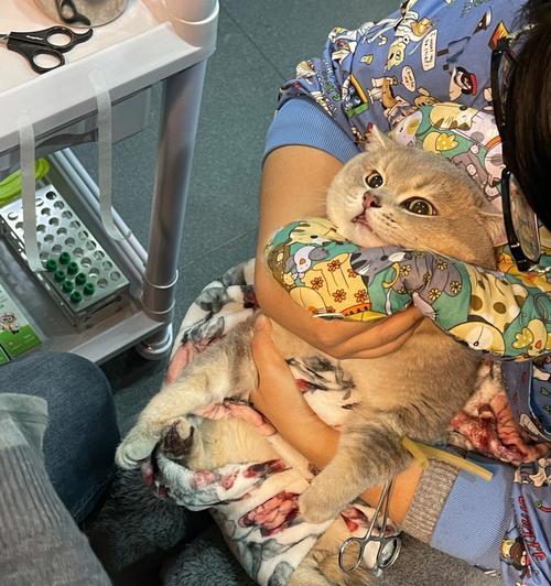 猫咪导尿后多久能恢复正常活动？恢复期间需要注意什么？