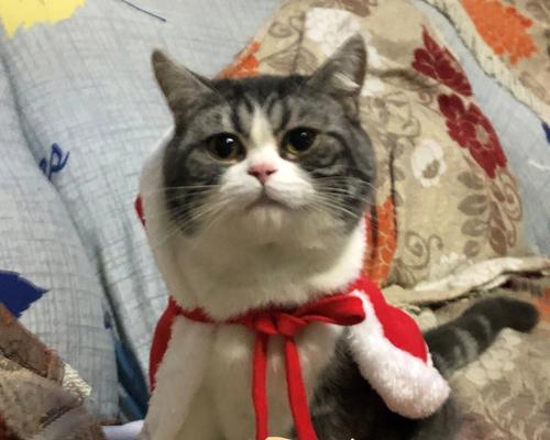 猫咪肠胃炎有哪些症状？如何及时发现和处理？