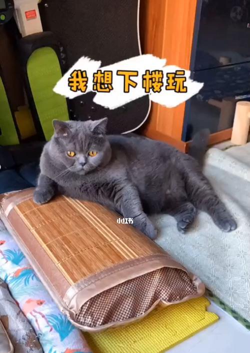 猫咪肚子一边偏大是怎么回事？可能的原因有哪些？