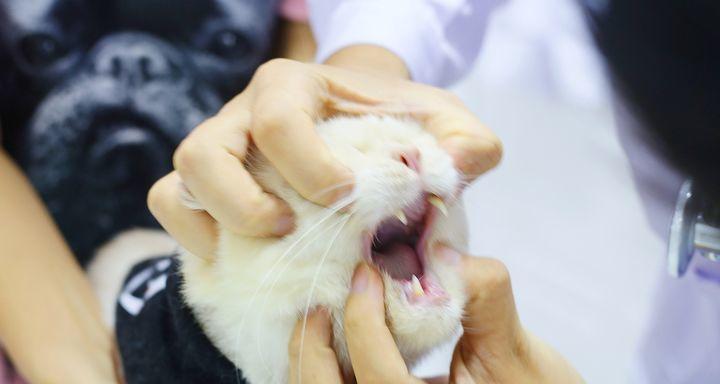 猫咪口炎会传染给人吗？如何预防和处理？