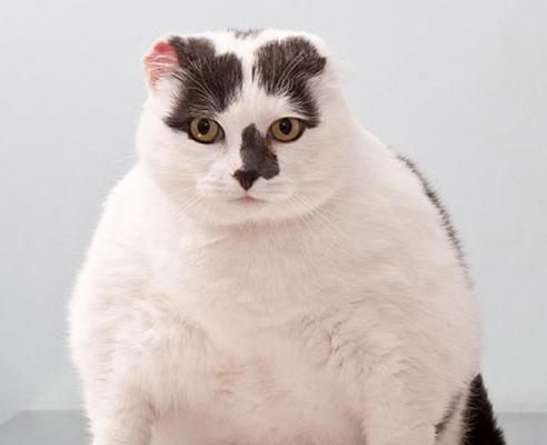 猫咪多久会开始发情？了解发情周期和行为变化
