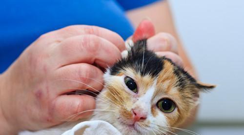 猫咪耳朵边有硬硬的是怎么回事？如何处理？