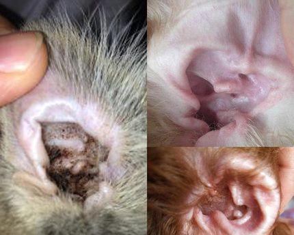 猫咪耳朵耳螨用什么药最有效？如何预防和治疗？