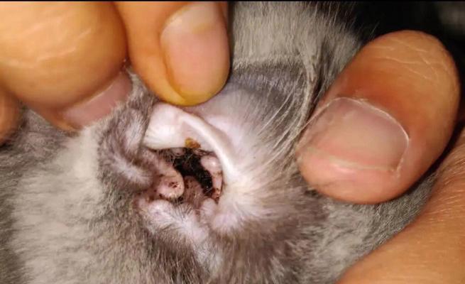 猫咪耳螨去医院清洁需要多少钱？清洁后如何预防复发？