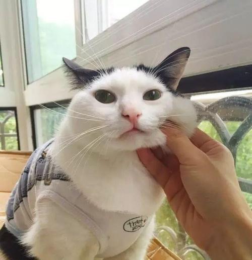 猫咪犯错后打它会记仇吗？如何正确纠正宠物行为？