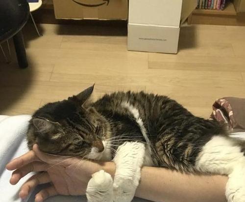 猫咪犯错后打它会记仇吗？如何正确纠正宠物行为？