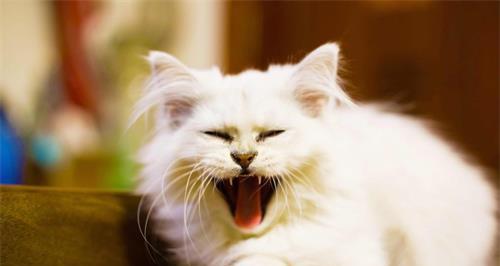 猫咪感冒发烧没精神怎么办？如何快速恢复健康？