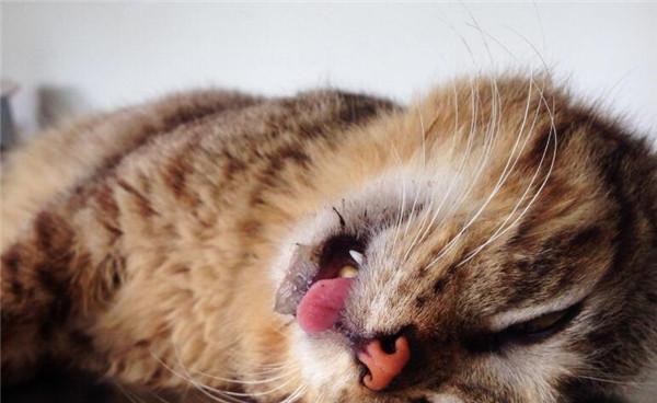 猫咪感冒发烧没精神怎么办？如何快速恢复健康？